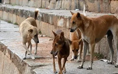 सार्वजनिक स्थानों से हटाए जाएंगे आवारा कुत्ते, सुप्रीम कोर्ट का बड़ा फैसला