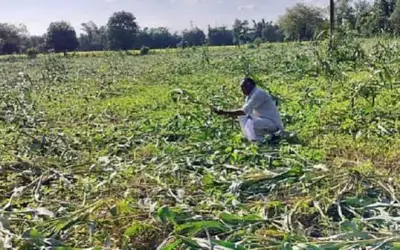 सूखे पर फडणवीस का बड़ा ऐलान, किसानों को जल्द मिलेगा राहत पैकेज