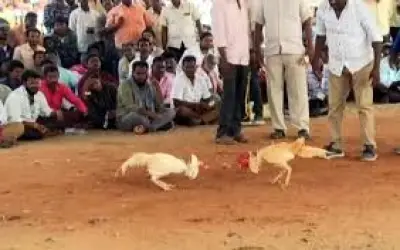 मुर्गे का चाकू व्यक्ति पर गिरने से हुई मौत