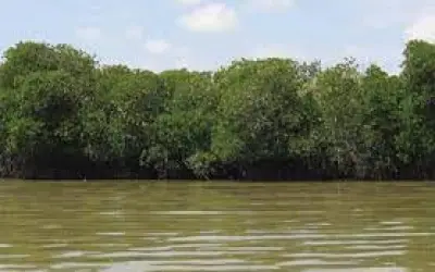 मैंग्रोव को बचाने के लिए शिंदे सरकार ने लिया बड़ा फैसला