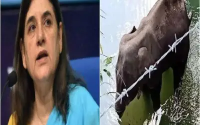 हथिनी की मौत पर बयान देने के खिलाफ मेनका गांधी पर एफआईआर दर्ज