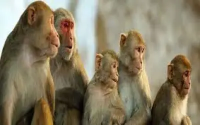 40 बंदरों की मौत से हापुड़ में हड़कंप