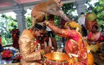 मेहमान बनकर आए बंदर ने दिया वर वधू को आशीर्वाद