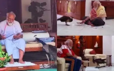 पीएम मोदी से की मोर ने दोस्ती