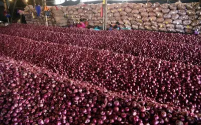 प्याज होते हुए भी राज्य सरकारें नहीं ले रहीं