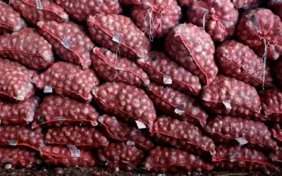 तुर्की से प्याज आने के बाद कीमत में गिरावट