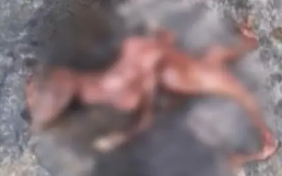 बकरी बनी मुर्गे जैसे बच्चे की मां