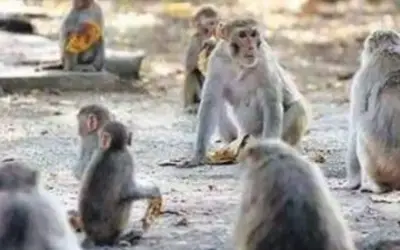बंदरों ने ली पांच साल के मासूम की जान