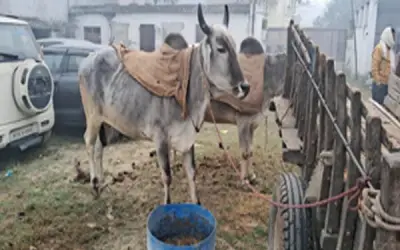 पुलिस कस्टडी में दो बैलों ने मालिक की याद में खाना-पीना छोड़ा