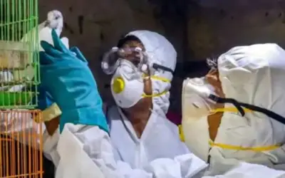 बर्ड फ्लू का ख़ौफ़ 11 राज्यों तक फैला