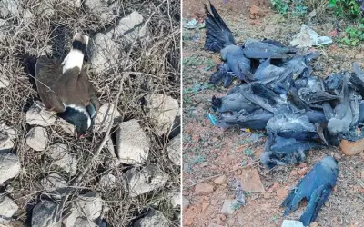 फिर फैला बर्ड फ्लू का खौफ,  कौओं के बाद बत्तख और मुर्गियों की मौत से हड़कंप