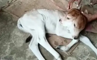 दो मुंह और चार आंखों वाले को बछड़े को देखकर लोग हुए हैरान