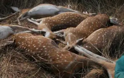 जहरीले पानी से गई एक दर्जन हिरणों की जान