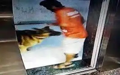 जर्मन शेफर्ड ने डिलिवरी बॉय का काटा प्राइवेट पार्ट