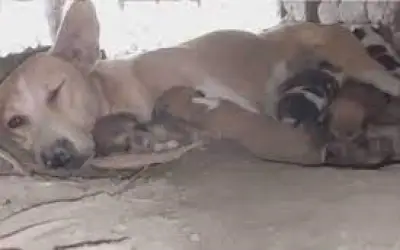 कुतिया ने आठ बच्चों को जन्म दिया तो गांव में मालिक ने कराया भोज