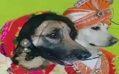 दूल्हा बने कुत्ते और दुल्हन बनी कुतिया की हुई शादी