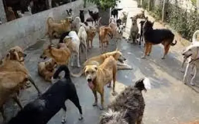 आवारा कुत्तों तीन साल के मासूम बच्चे को नोच-नोच कर मार डाला