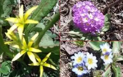 उत्तराखंड में फूलों के व्यापार को 250 करोड़ का घाटा