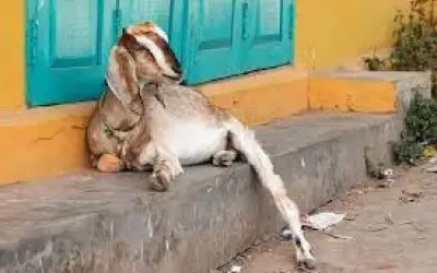 घर में बकरी के घुसने पर दो सगे भाइयों में मारपीट, एक की मौत