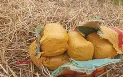 फिरोजपुर सीमा के पास से बीएसएफ ने साढ़े 12 करोड़ की हेरोइन बरामद की