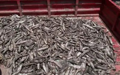 जहरीले रासायिनक पानी की वजह से मछलियों की मौत