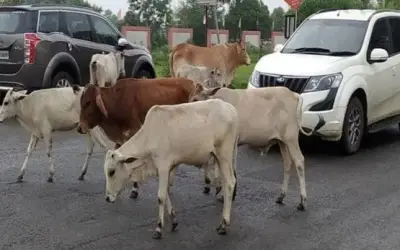 आवारा पशुओं के खिलाफ एमपी में धारा 144 लगी