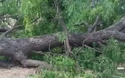 कुल्लू में पेड़ गिरने से हुई महिला की मौत