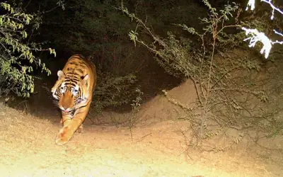 बाघों के पुनर्वास से ग्रामीणों में पसरा डर