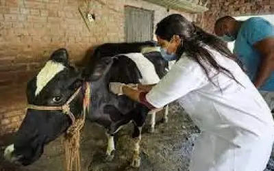 लंपी बीमारी की चपेट में आए महाराष्ट्र के मवेशी
