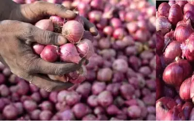महाराष्ट्र में प्याज के दामों को लेकर नाराज किसानों ने जलाई प्याज की होली