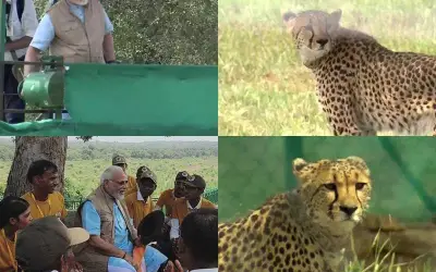 पीएम मोदी ने कूनो नेशनल पार्क में छोड़े नामीबिया के आठ चीते