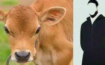 बछड़े से बलात्कार करने के आरोप में युवक गिरफ्तार