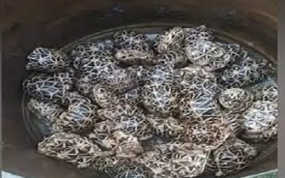 तस्करी के 296 स्टार कछुओं के साथ सीमा सुरक्षा बल ने किया बांग्लादेशी अप्रवासी को गिरफ्तार