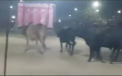 यूपी में रावण रावण दहन के दौरान सांडाें ने मचाया उत्पात