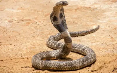 आठ बार सांप ने काटा फिर भी लड़का ज़िंदा