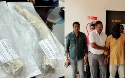 हाथी दांत की तस्करी में दो आरोपी गिरफ्तार, 1.5 करोड़ रुपए कीमत के हाथी दांत बरामद !