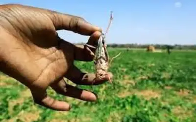टिड्डियों से अब निपटेगी वायुसेना