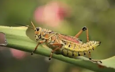 अपने ही टिड्डों से परेशान है कराची, मंत्री ने कहा बिरयानी बनाकर खाओ