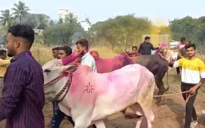 महाराष्ट्र में बैलगाड़ी दौड़ प्रतियोगिता को मिली मंजूरी