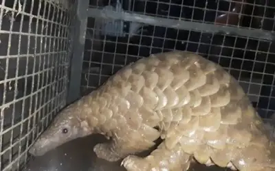 Pangolin is being smuggled in Raigad-in24news