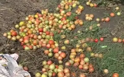 Huge amount of crop wasted, due to unseasonal rainin Nagpur district-in24news