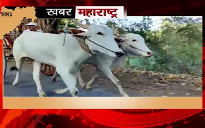 Bullock cart race organized in Raigarh