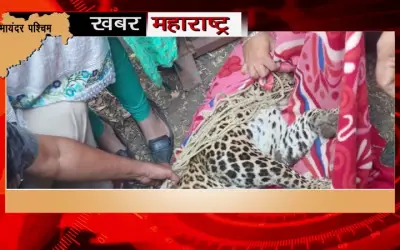 भायंदर में 2 दिनों से घूम रहा था तेंदुआ, वन विभाग ने पकड़ा