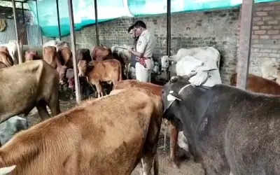 163 से ज्यादा गोवंश को अमरावती पुलिस ने किया रेस्क्यू , 11 लोग गिरफ्तार