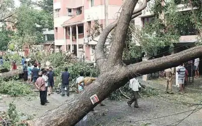 मुंबई में जारी है हादसों का सिलसिला, भायखला इलाके में पेड़ गिरने से एक की मौत