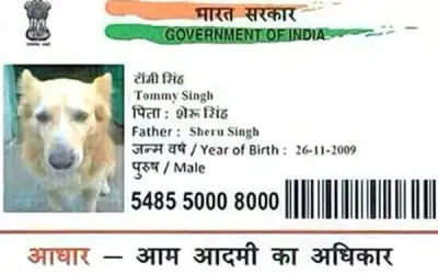 इंसानों के बाद अब आवारा कुत्तों का भी बनाया जा रहा है आधार कार्ड !