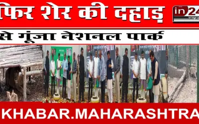 फिर शेर की दहाड़ से गूंजा नेशनल पार्क