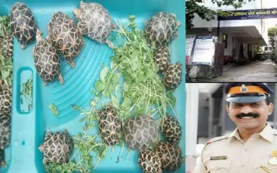 मुंबई में दुर्लभ प्रजाति के 20 कछुए बरामद, पुलिस ने तस्कर का किया पर्दाफाश 