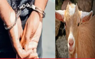 बकरी के साथ ऑटो चालक ने बनाए अप्राकृतिक यौन संबंध, पुलिस ने किया गिरफ़्तार