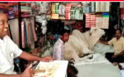 एक गाय रोज़ आती है कपड़ों की दुकान में